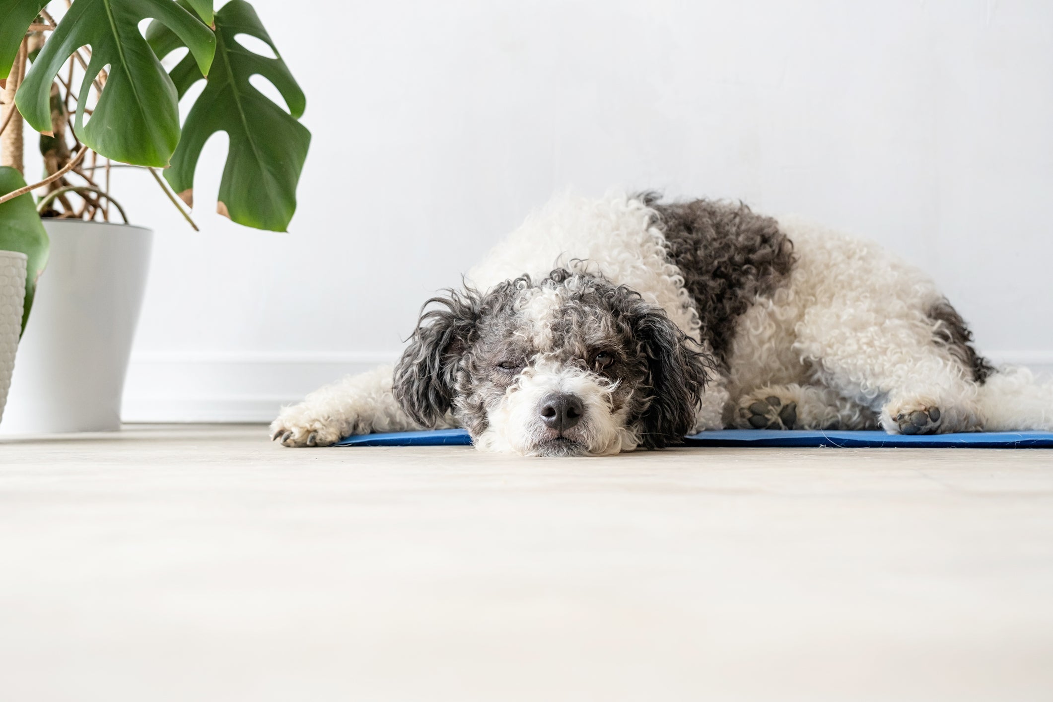 O tapete gelado para cães é uma das formas de aliviar a temperatura nos dias mais quentes