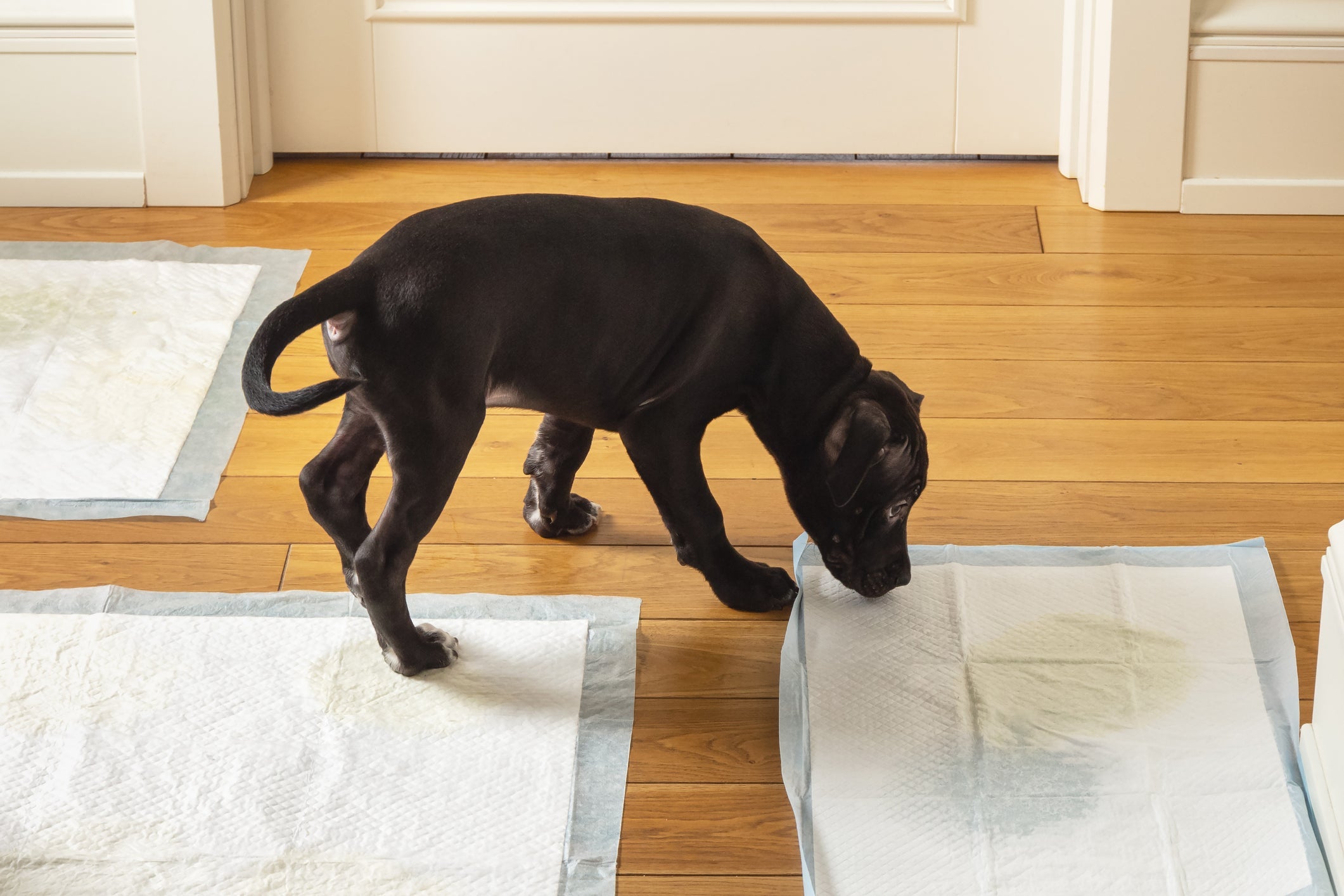 Para ter um cachorro fazendo xixi no tapete, ele deve ser direcionado para o local na hora do aperto