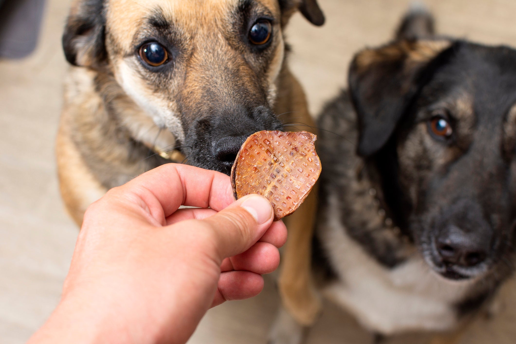 Depois de usar o tapete higiênico, cachorro deve ser recompensado pelo comportamento
