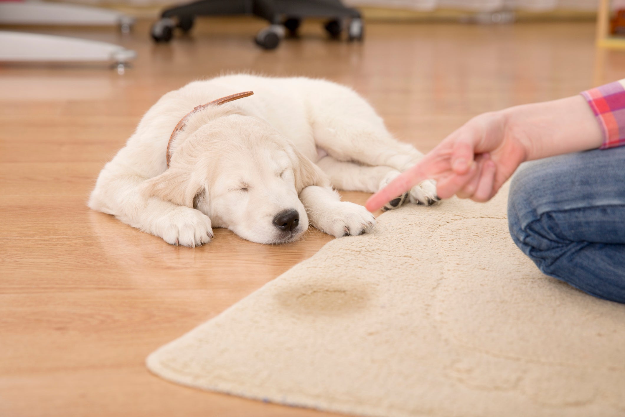O cachorro com problema renal passa a fazer xixi com mais frequência e em maior quantidade