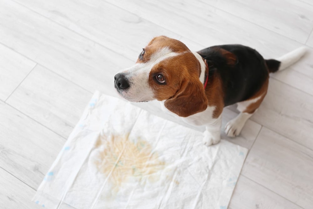 Saiba como ensinar o cachorro a fazer xixi no local certo