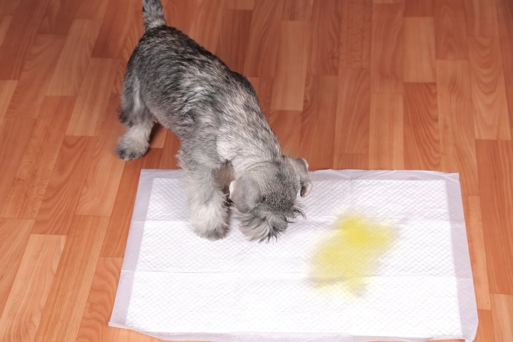 Rasgar o tapete higiênico para cães pode ser sinal de estrese e ansiedade