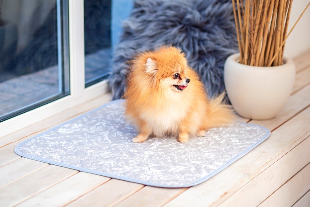 O tapete higiênico para cachorro lavável é mais caro, porém dura mais que o descartável