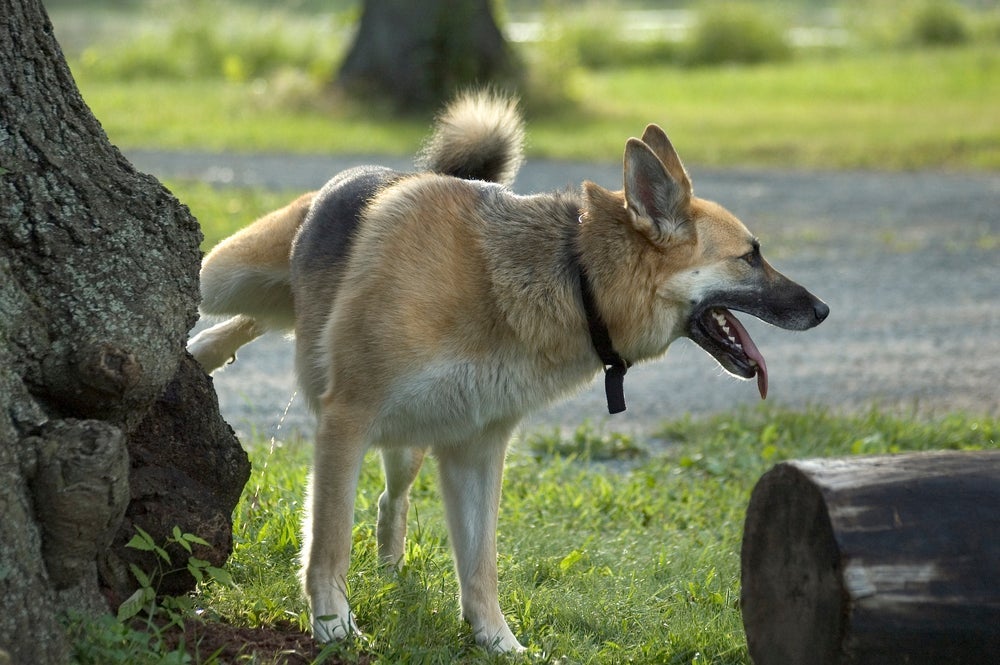 O cachorro macho levanta a pata na hora de fazer xixi pra marcar território