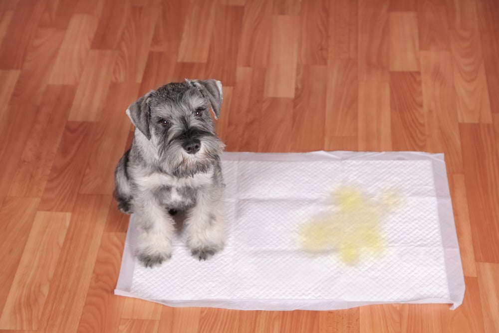 Xixi de cachorro: é importante ensinar o pet a como usar o tapete higiênico para cães quando ele ainda for filhote