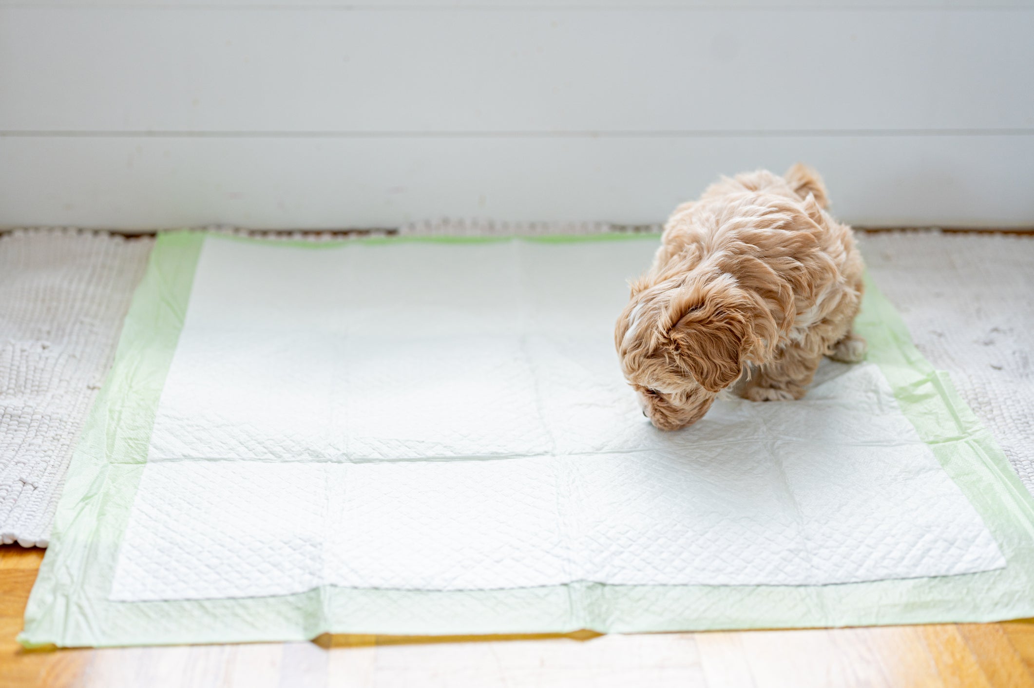 É bom comprar um tapete higiênico para cachorro grande o suficiente para seu amigo