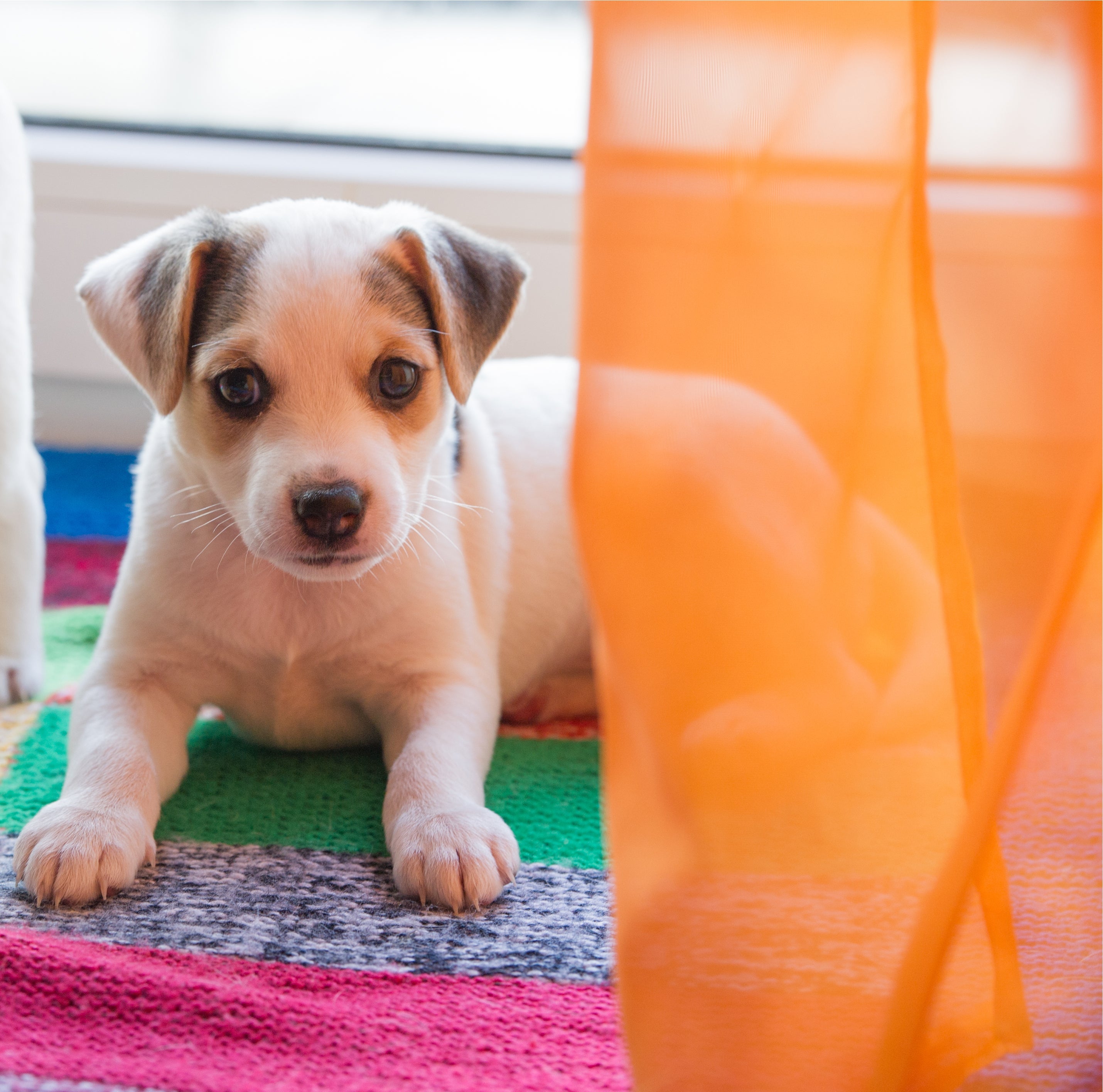 O tapete interativo para cachorro possui diversos compartimentos que ajudam a estimular os instintos e sentidos do animal