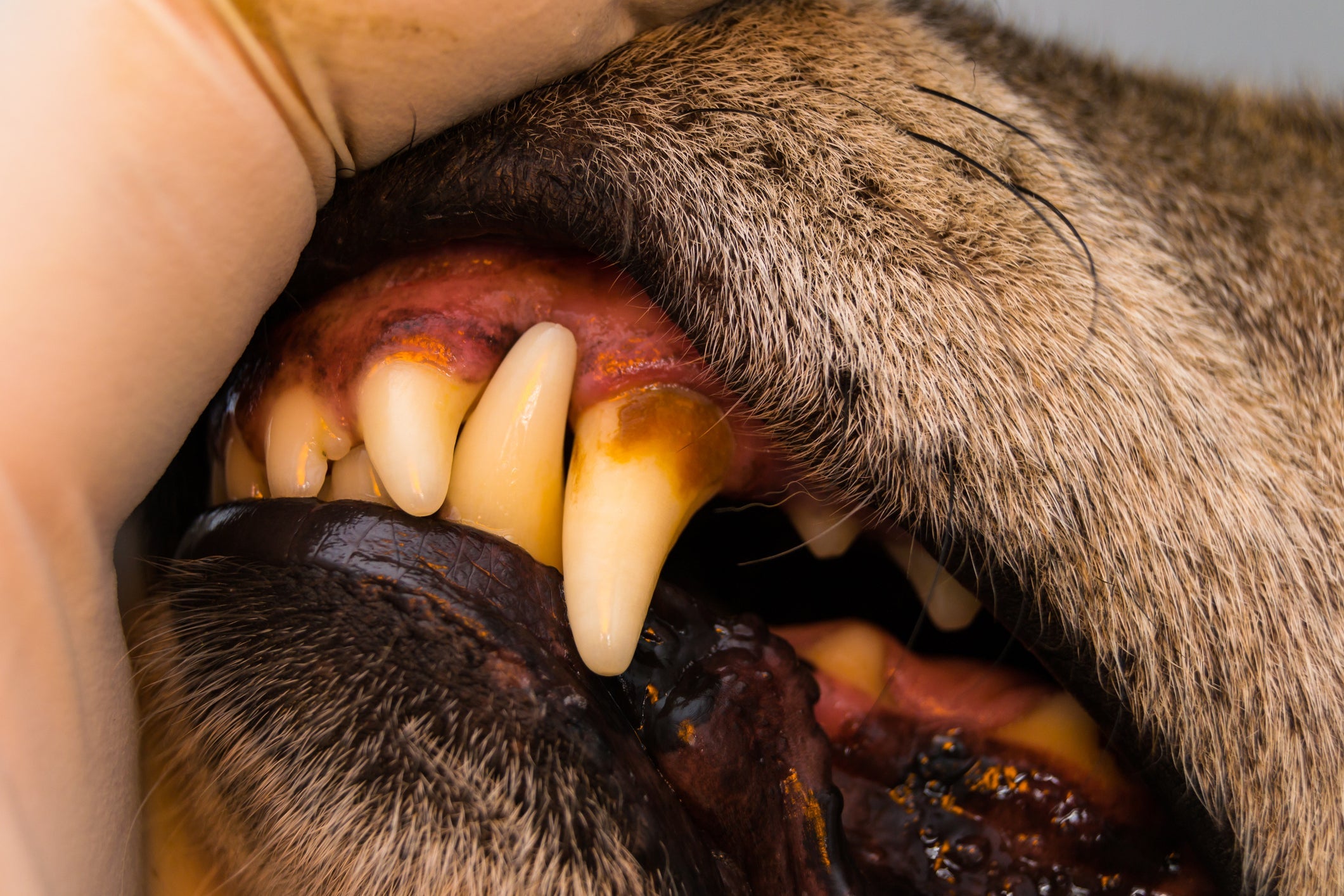 As manchas escuras nos dentes são indicativos do tártaro em cachorro