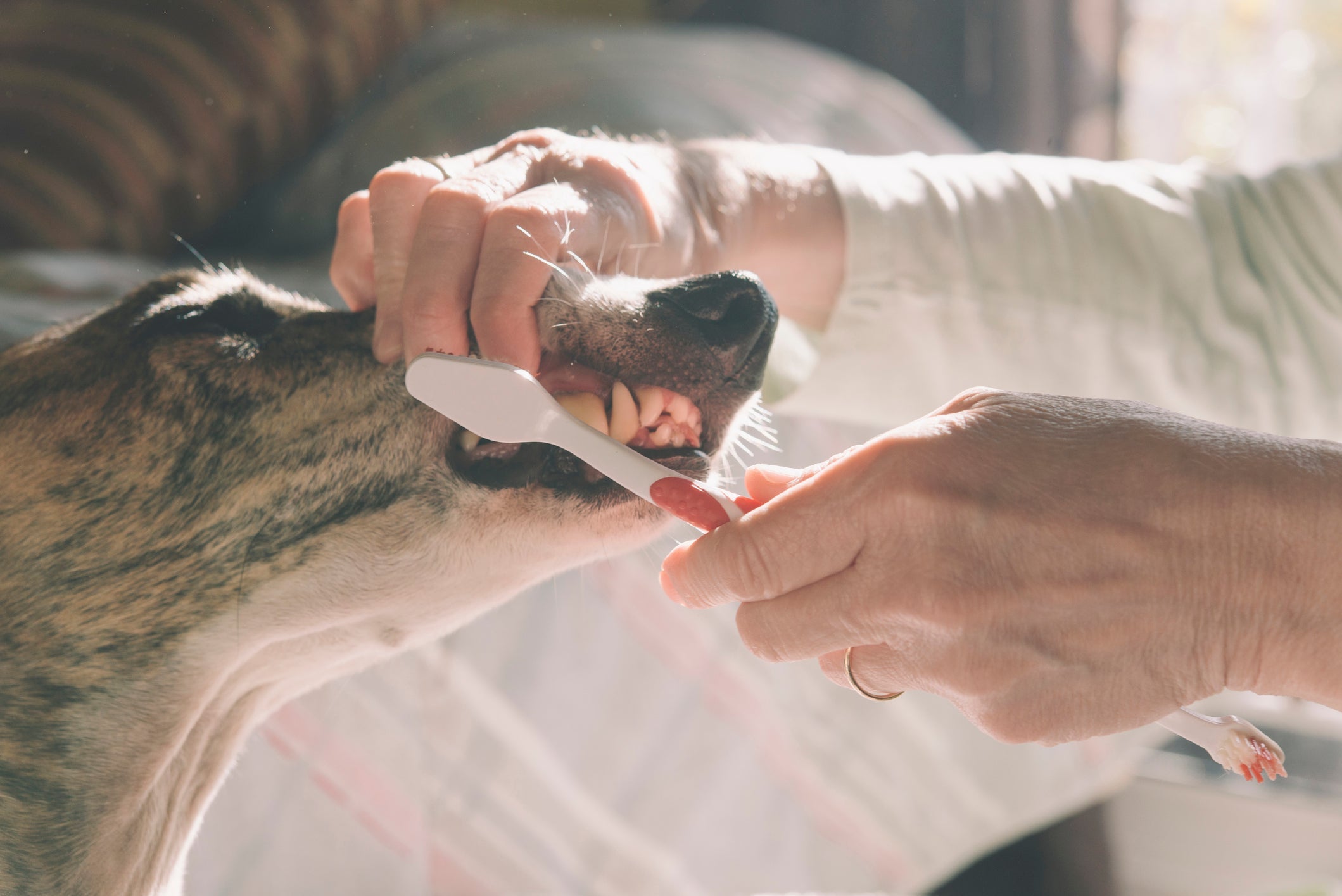 O tártaro de cachorro pode ser prevenido com a escovação dentária