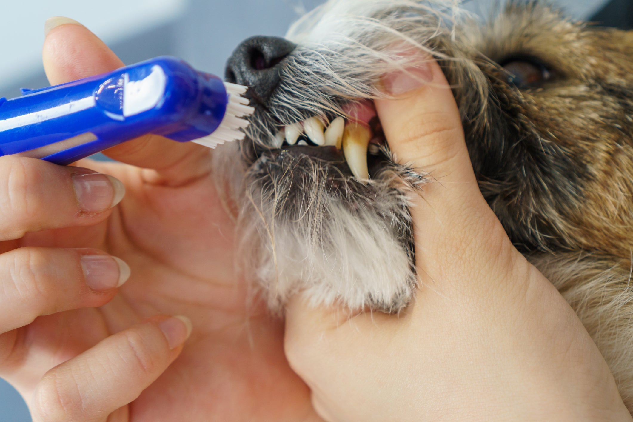 A escovação regular é uma das medidas mais importantes para evitar o surgimento do tártaro em cães
