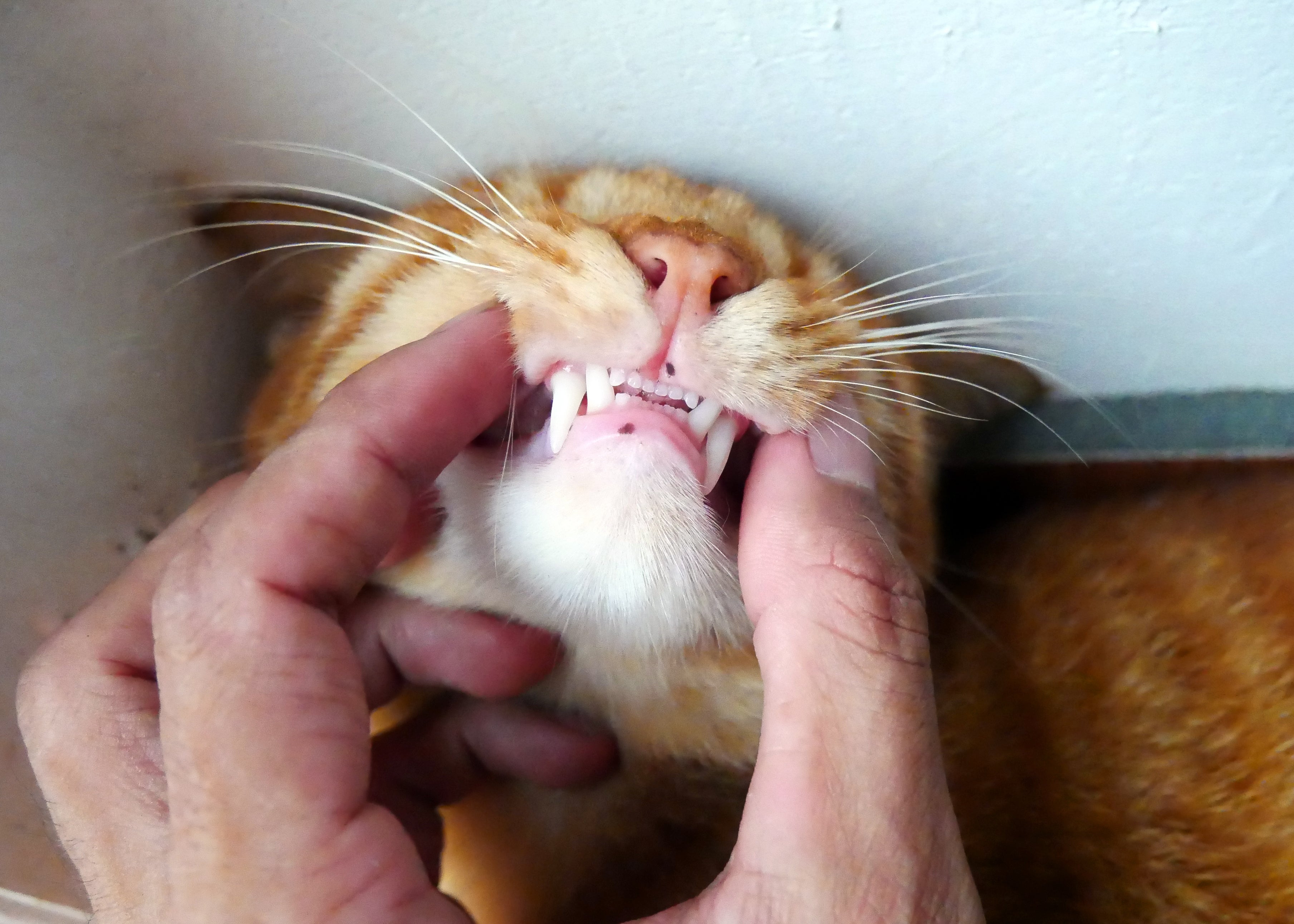 Ao segurar um gato engasgado, seja firme e confiante, porém delicado.