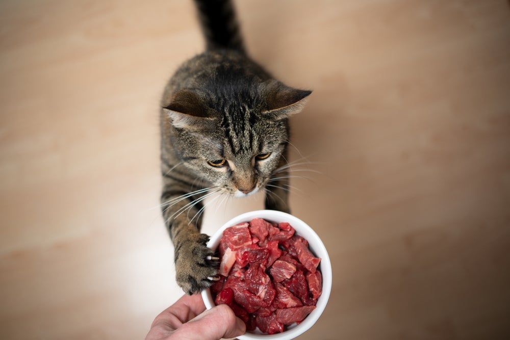 Quais são os alimentos ricos em taurina? Ovos, carne, vísceras, peixes e a ração para gato de qualidade