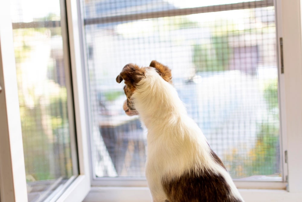 A tela de proteção para janelas previne queda de animais