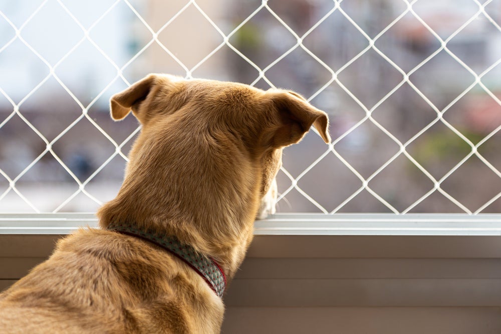 A tela de proteção para cachorro é só um dos muitos cuidados que um pet precisa