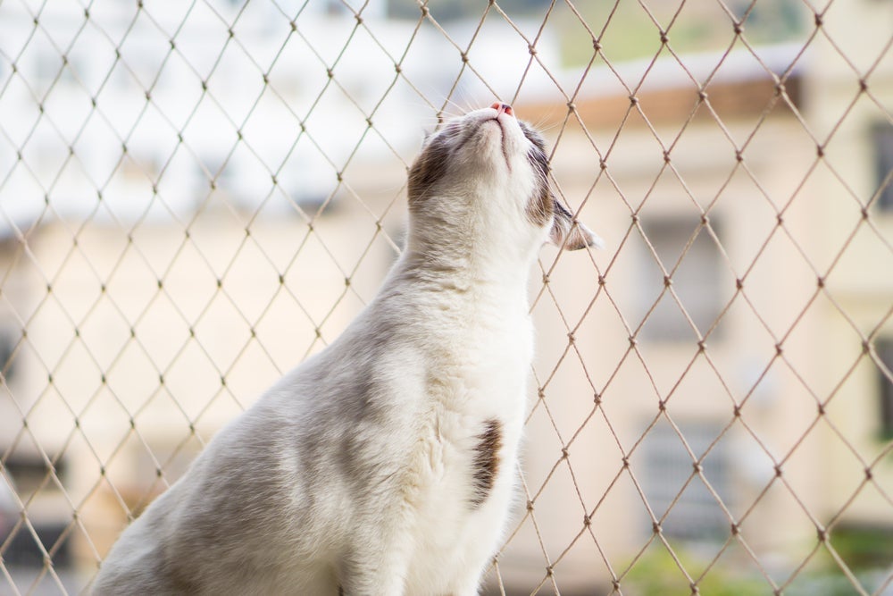 Com a tela de proteção, janela previne queda do gato e outros problemas