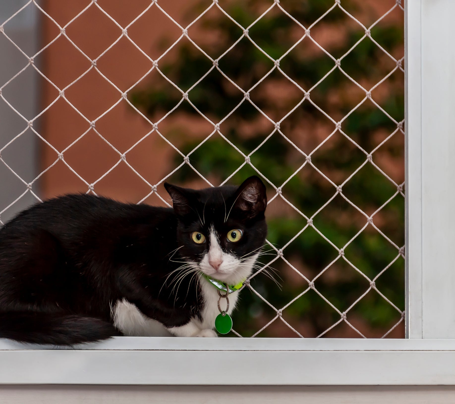 Fique atento ao tamanho do buraco da tela para gatos: o indicado é que o animal não consiga passar o focinho através da rede