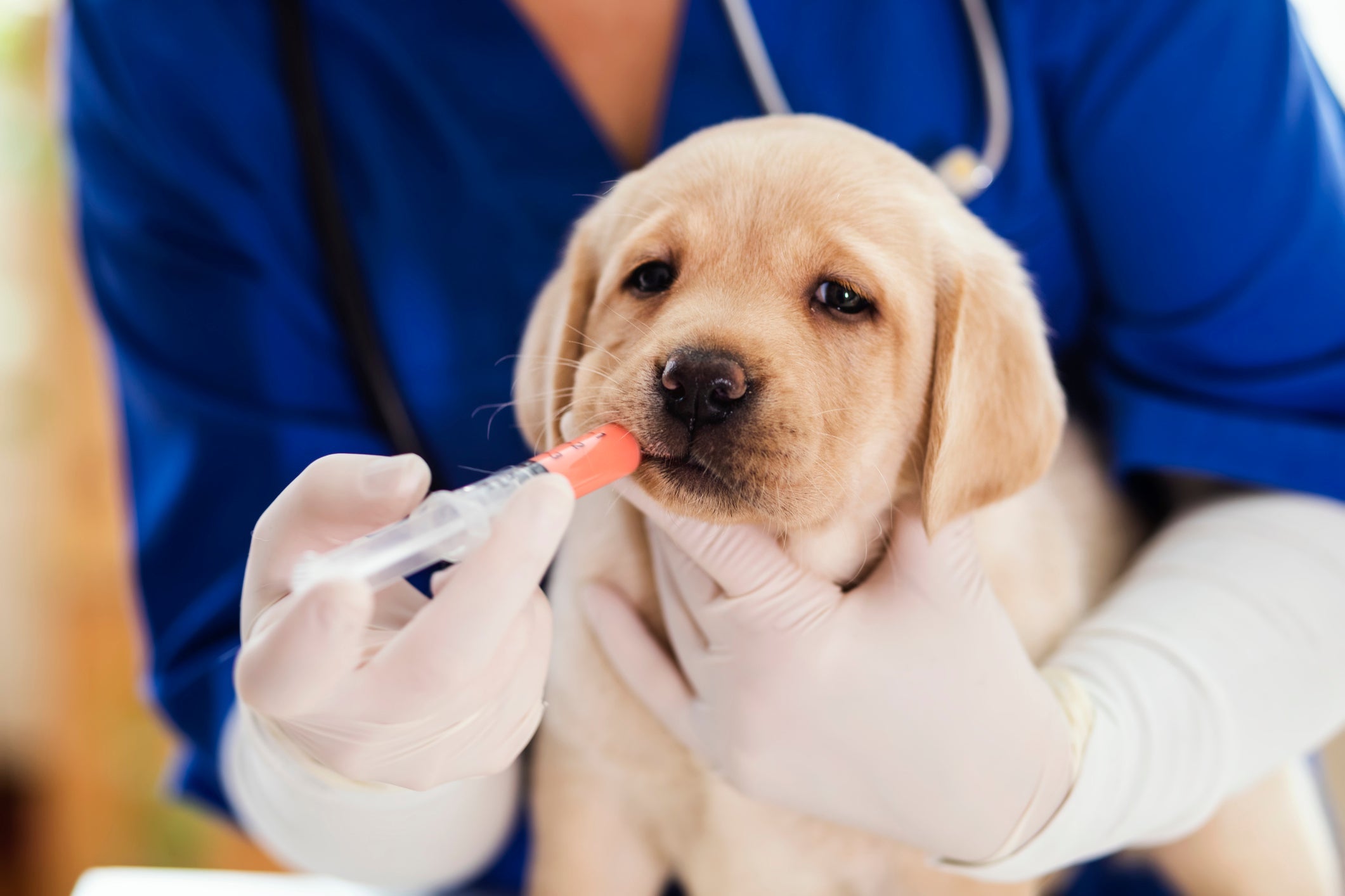 Quando dar vermífugo para o cachorro: oferecer o medicamento nos primeiros dias de vida é a melhor forma de proteger o animal