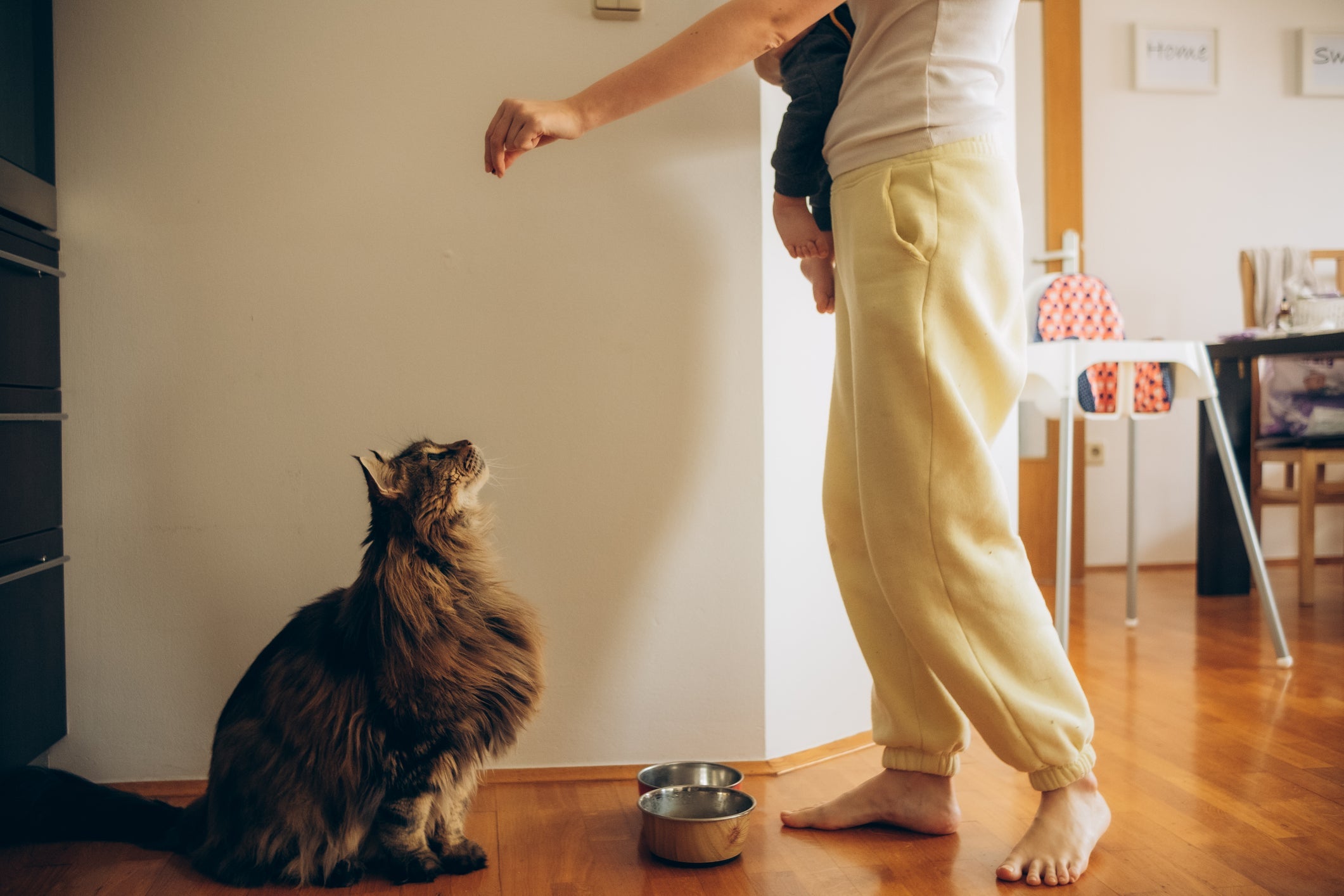 O Maine Coon é uma das raças de gato mais inteligentes que existem, capaz de ser adestrado