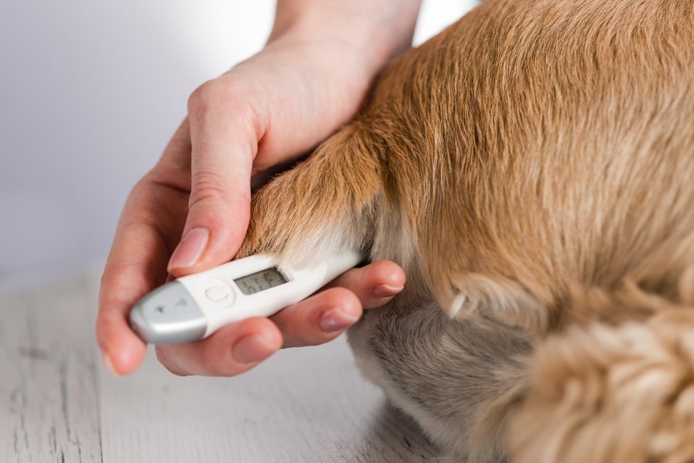 Para medir a temperatura, cachorro precisa ter o termômetro inserido no ânus