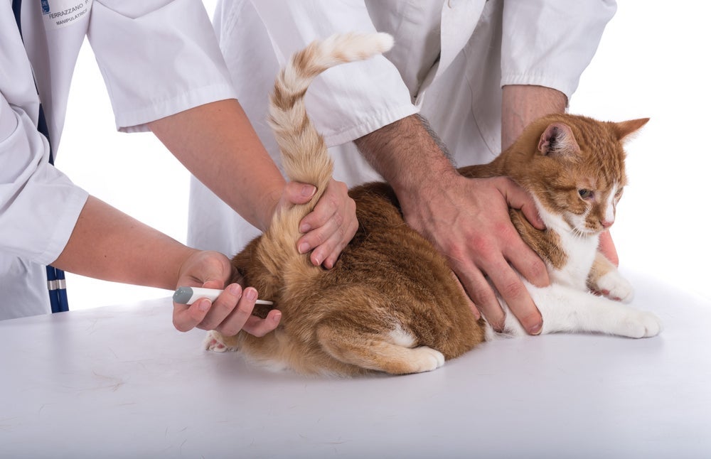 A temperatura do gato deve ser aferida por veterinários de confiança