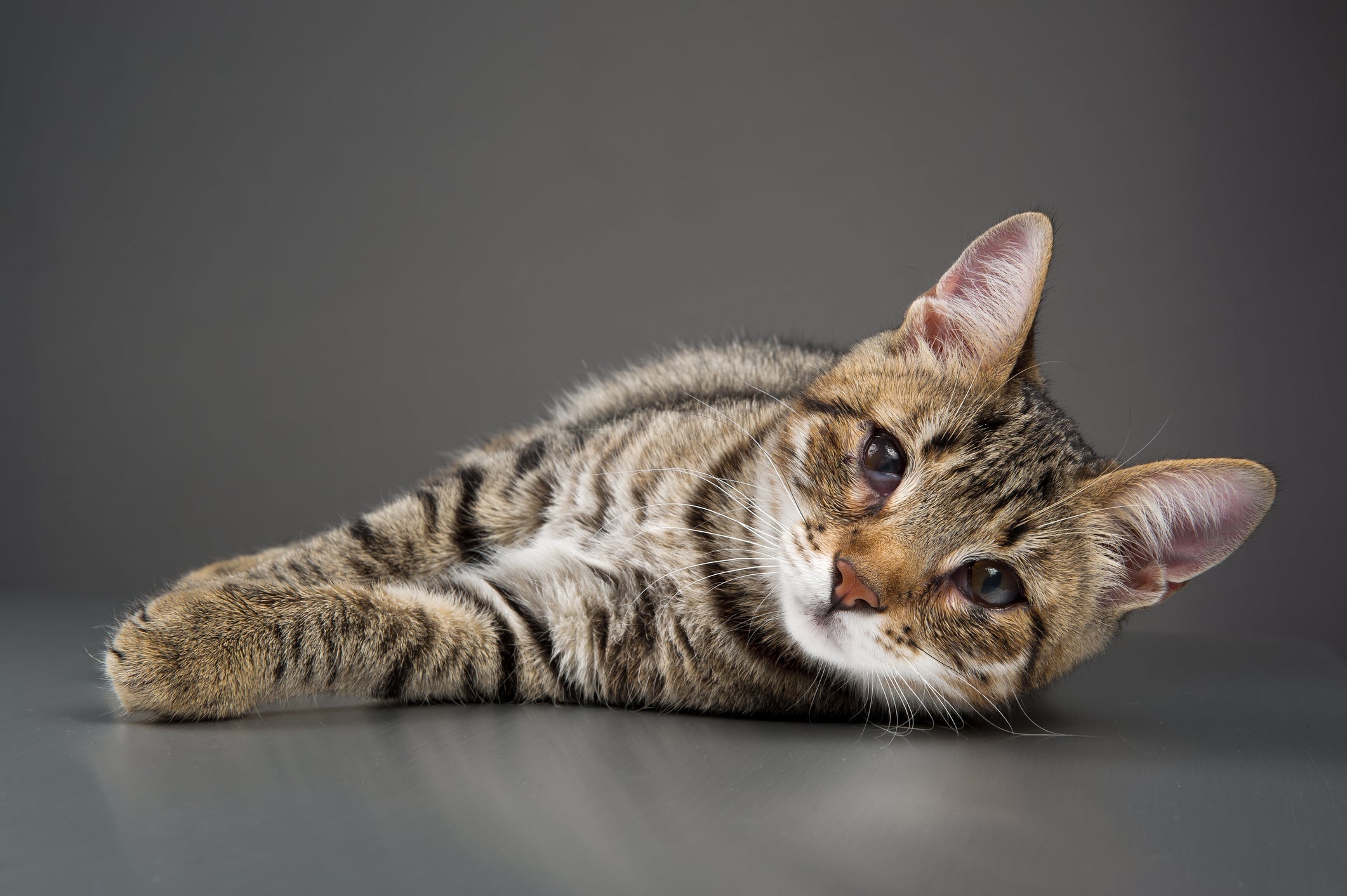 A terceira pálpebra do gato exposta deve chamar a atenção do tutor