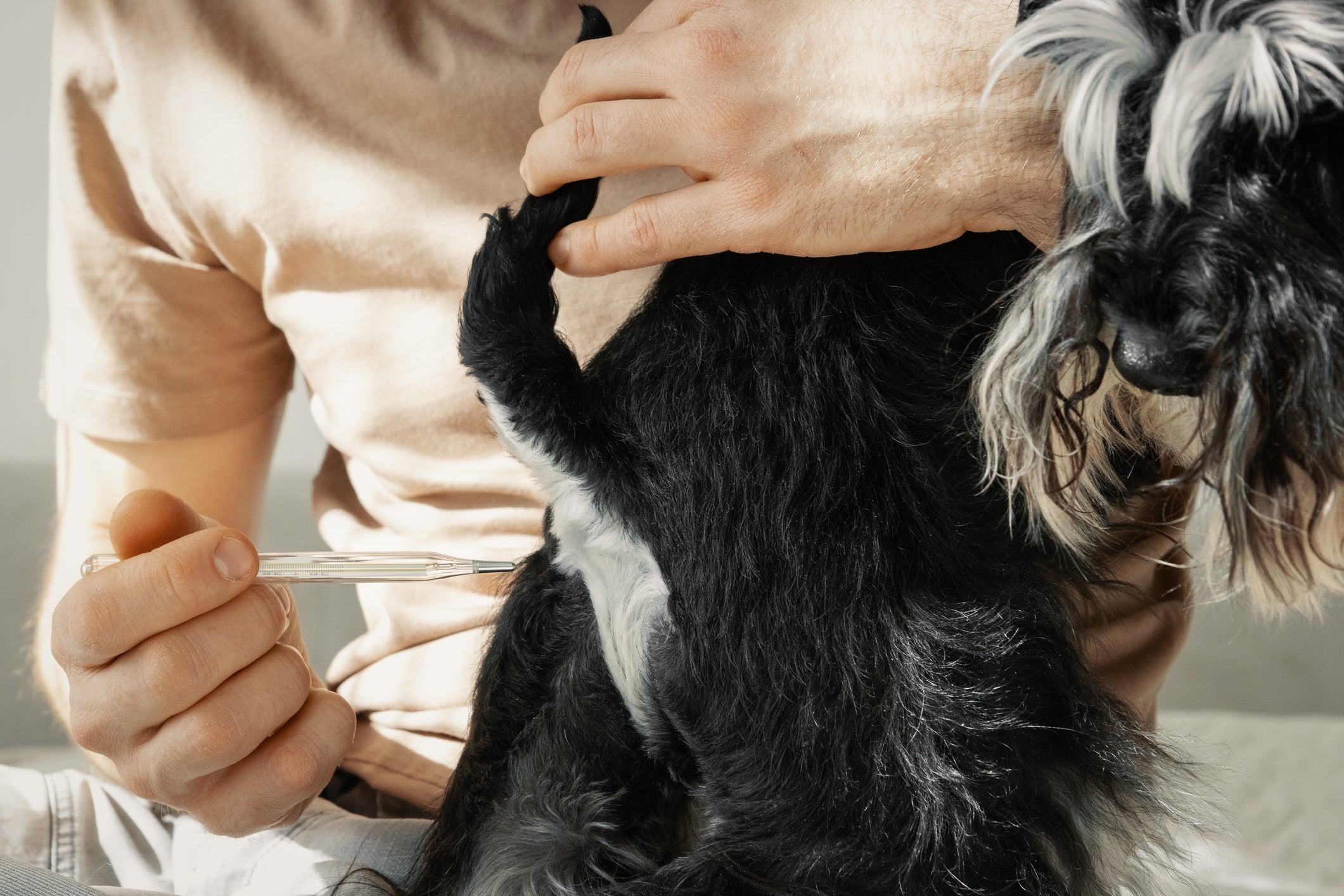 O termômetro para cachorro digital deve ser inserido no ânus para aferir a temperatura