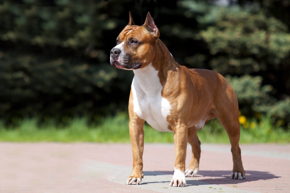Por ter a pele mais clara, o Terrier Americano sem pelo requer alguns cuidados especiais