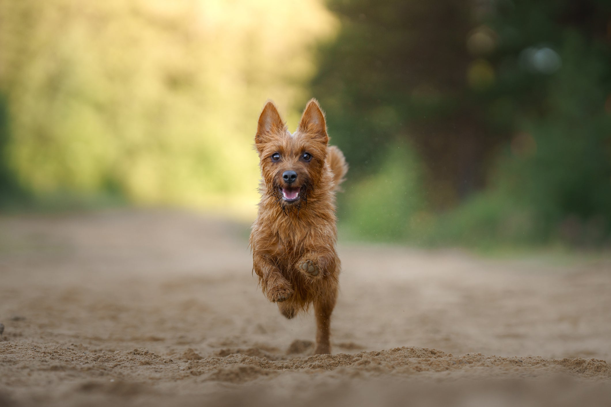 Um dos maiores exemplos de cachorros inteligentes e sociáveis é o Terrier Australiano