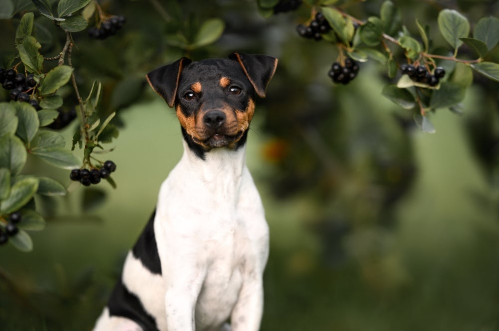O Fox Paulistinha é uma raça de cachorro brasileiro de pequeno a médio porte