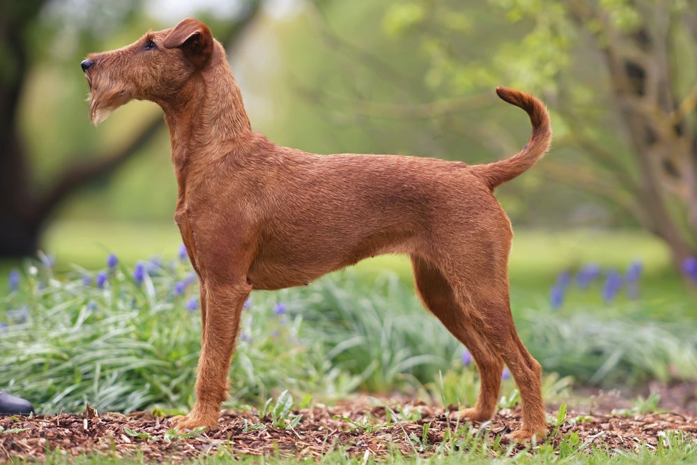 O Irish Terrier é famoso por sua pelagem bem avermelhada