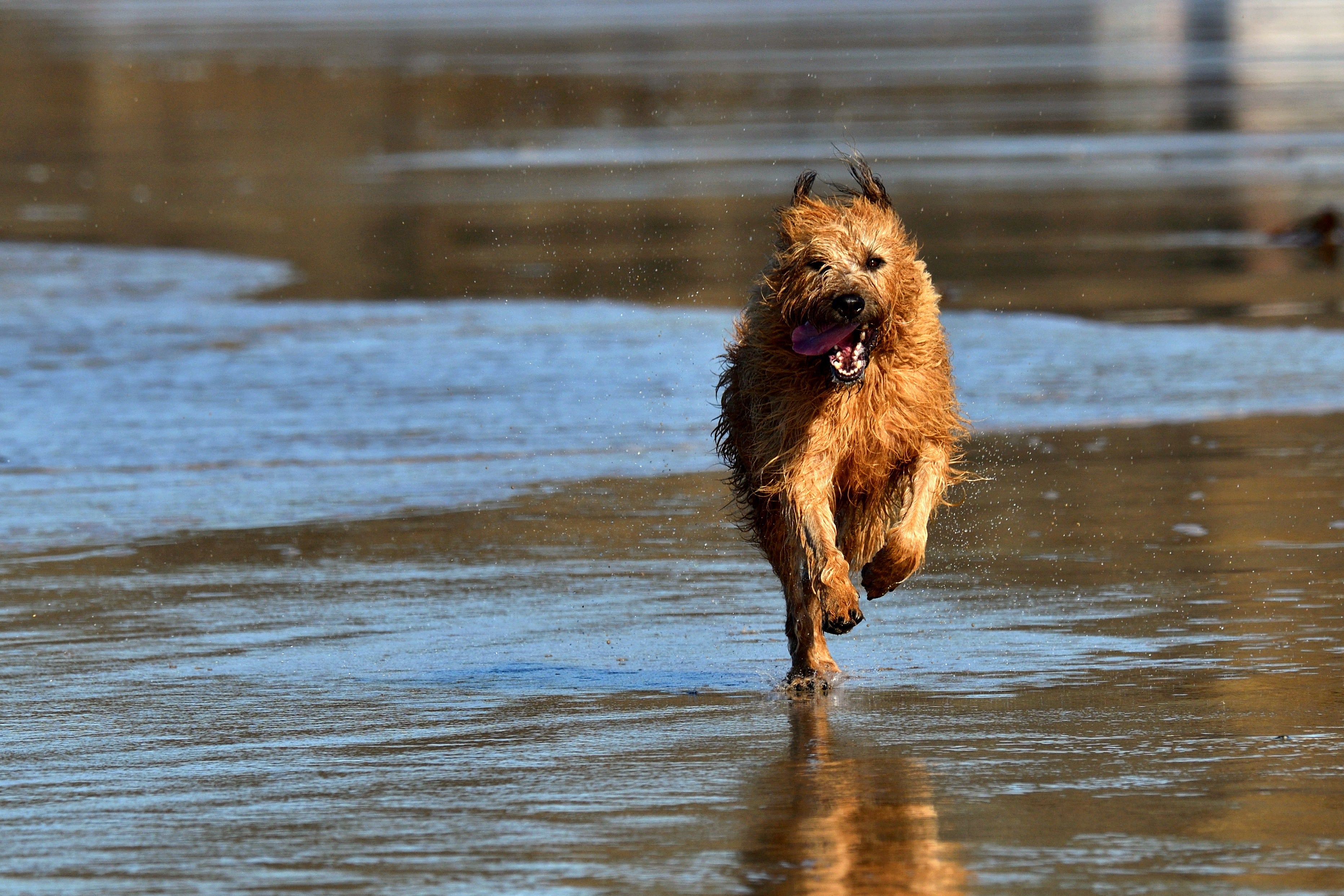Seja um Terrier Irlandês filhote ou adulto, o cão dessa raça está sempre cheio de energia