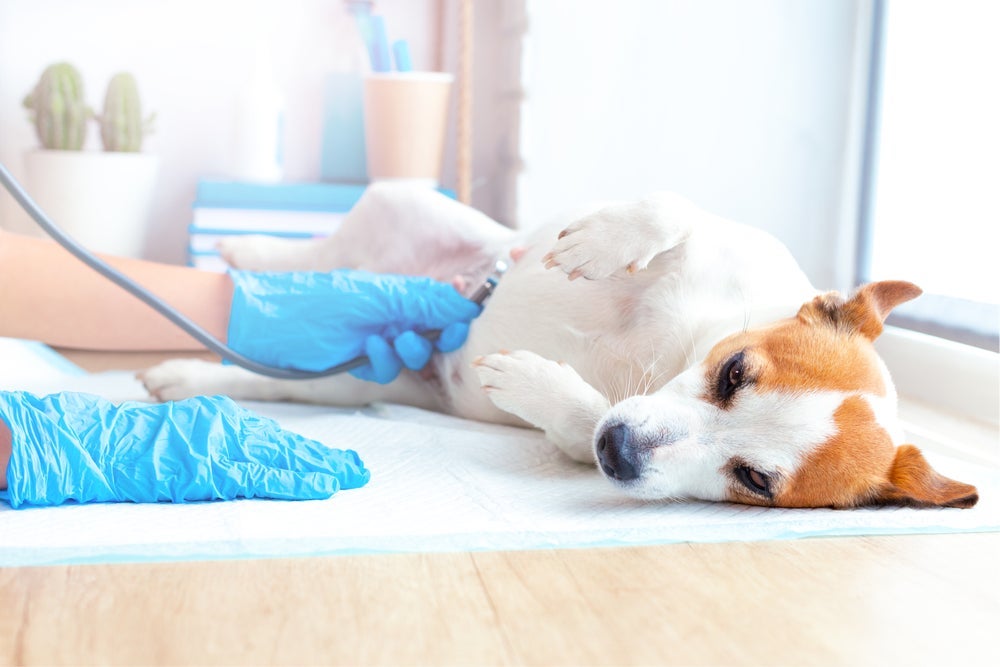 Durante teste de gravidez, cachorro faz exame de sangue e ultrassom para checar presença de filhotes