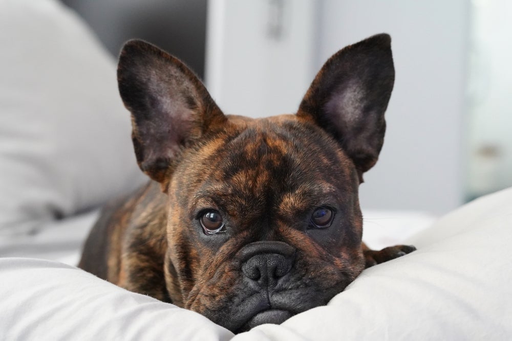 O tigrado é uma cor de cachorro que acomete algumas raças, mas é rara