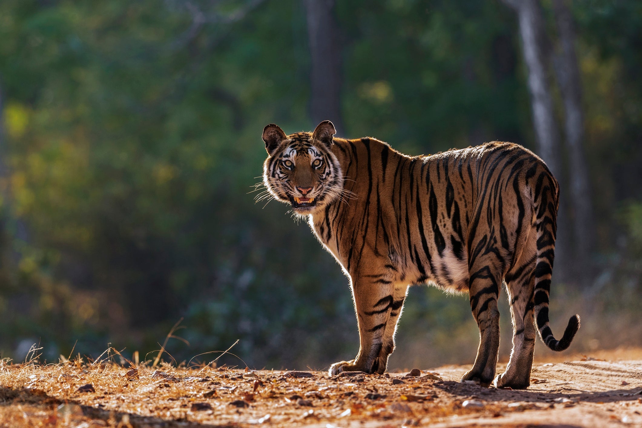 O tigre é o felino mais forte e maior de todos