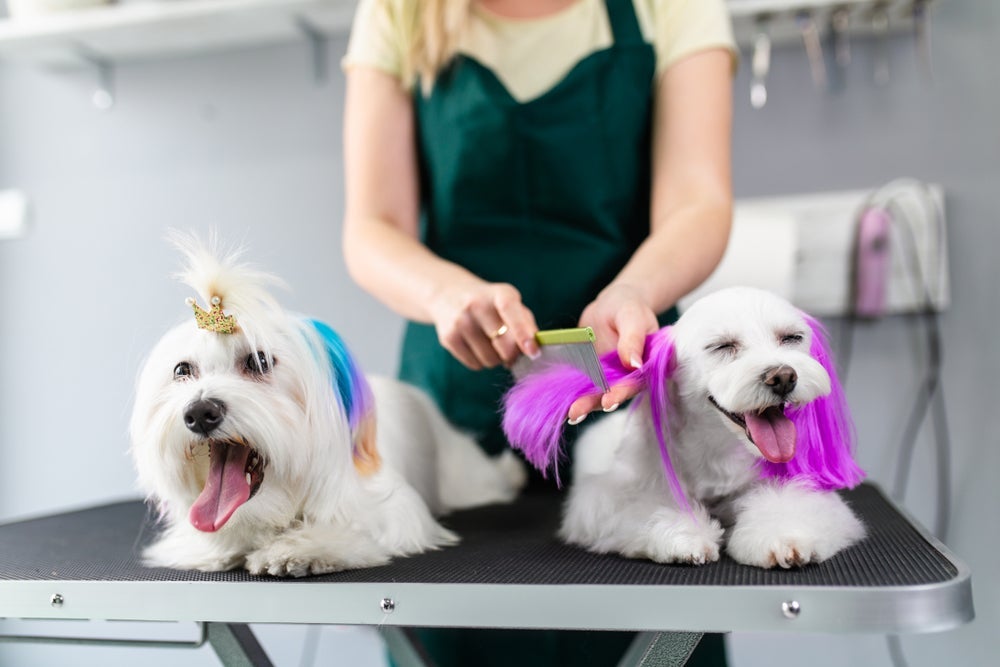 O ideal é pintar cachorro em um local apropriado, com profissionais e produtos específicos para cães