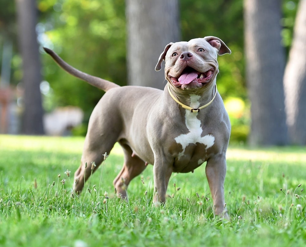 O American Bully pode ter diferentes tamanhos
