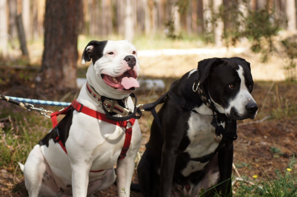 A coleira peitoral para cachorro grande deve ser confortável e segura