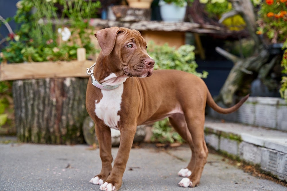 O tipo de Pitbull original é o American Pitbull Terrier