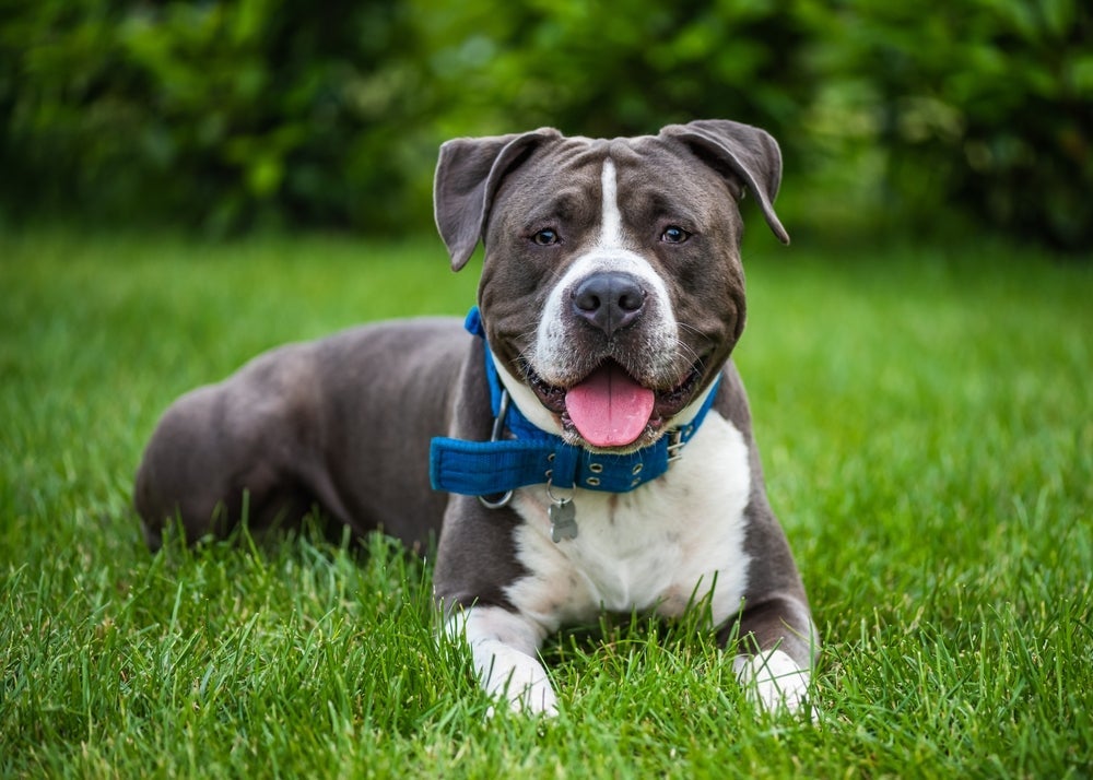 O American Staffordshire Terrier é super dedicado à família