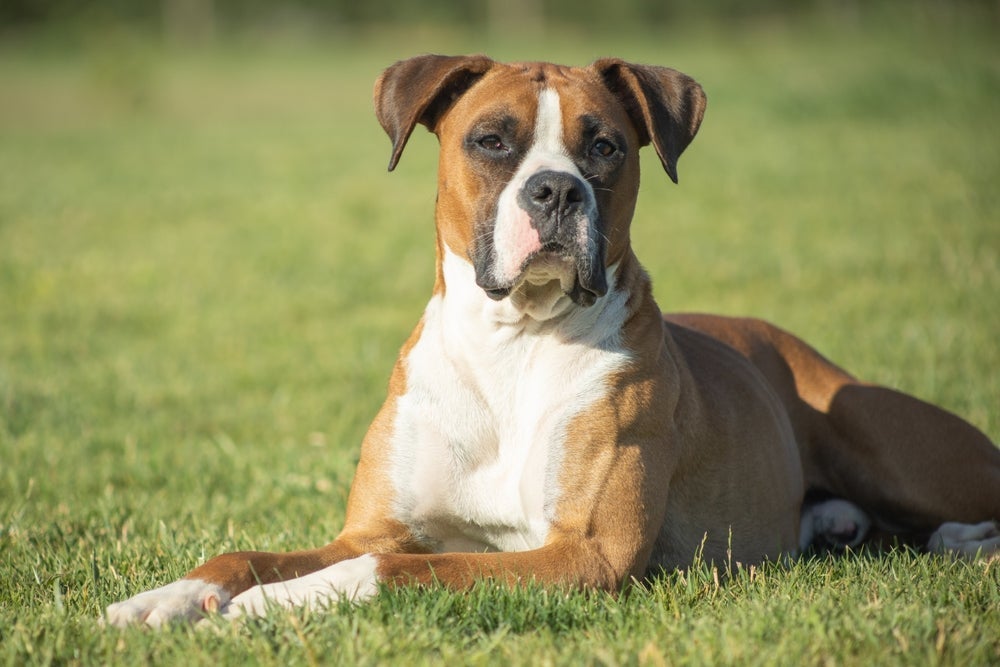 Raça Boxer não é considerada um tipo de Pitbull
