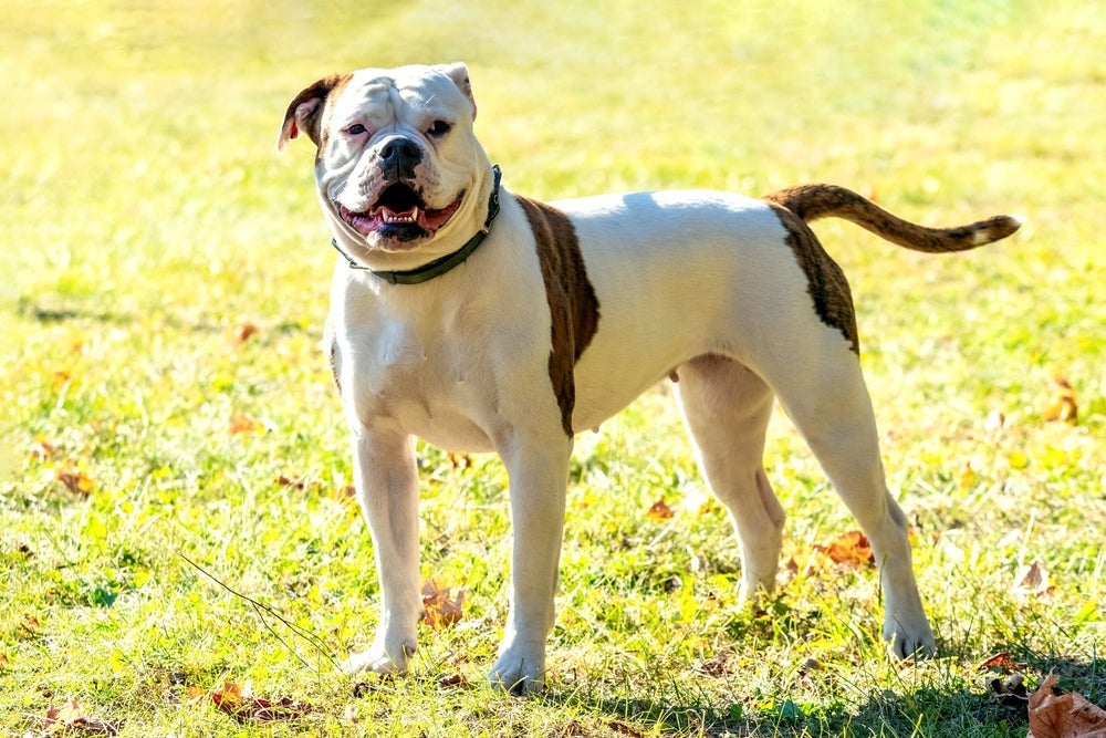 Esse tipo de cachorro Bulldog pode lembrar bastante os Pitbulls