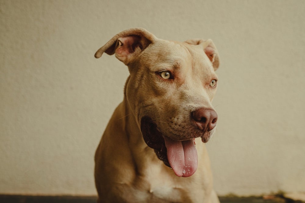 Bem recente, o Pit Monster é uma mistura de vários tipos de Pitbull