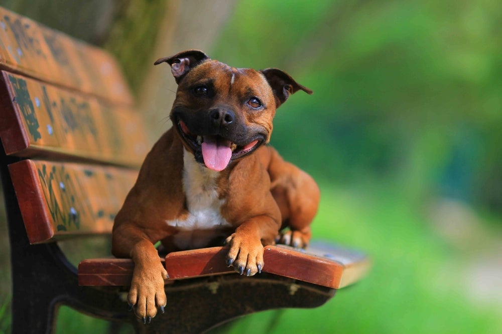 O Staffbull é um tipo de Pitbull inteligente e de porte médio