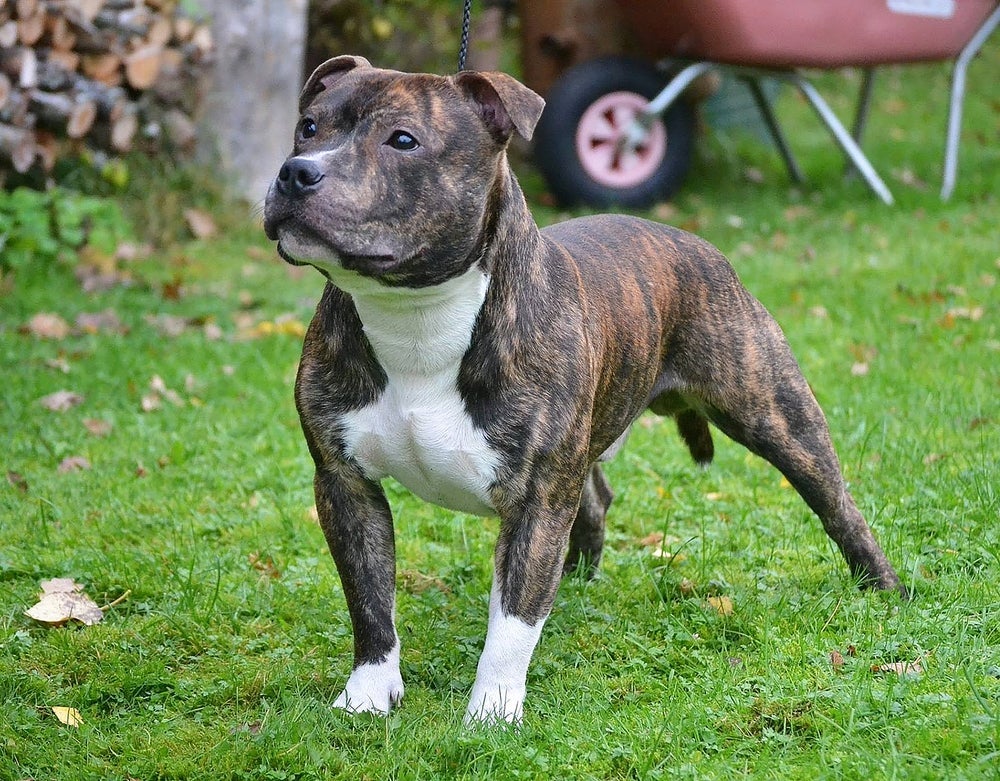 O Staffordshire Bull Terrier é um dos tipos de Pitbull mais companheiros