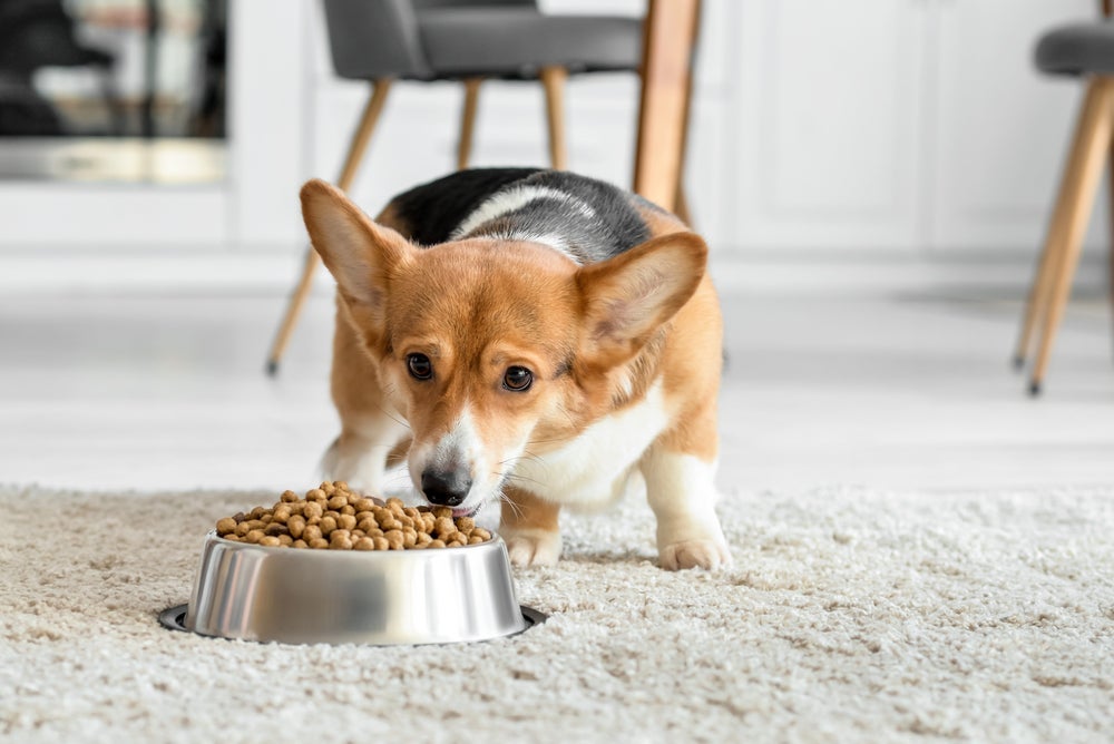 A escolha da ração para cachorro deve considerar idade, porte e necessidades especiais do pet