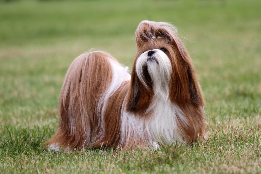 Os tipos de Shih Tzu se diferenciam por algumas características físicas, incluindo cor e textura da pelagem