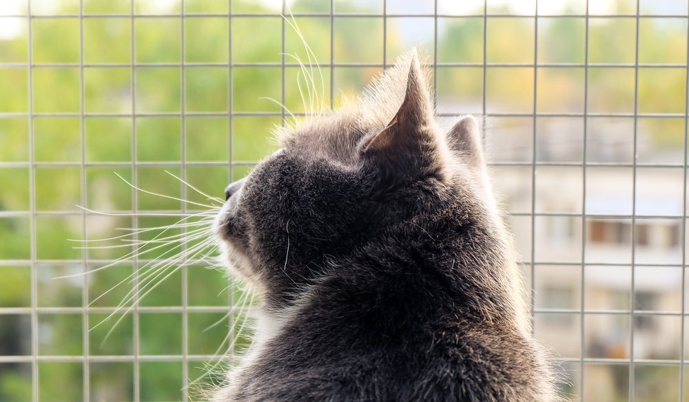 Tela de proteção para gatos feita em aço inox é uma opção segura e resistente