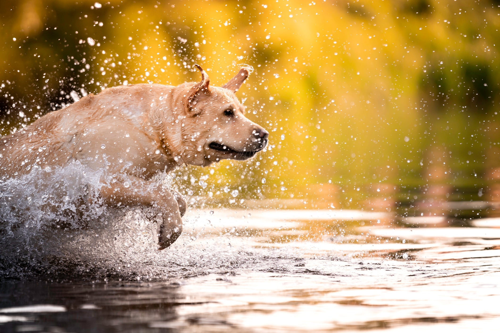 Cachorro nadando: raças como o Labrador são ótimas na prática