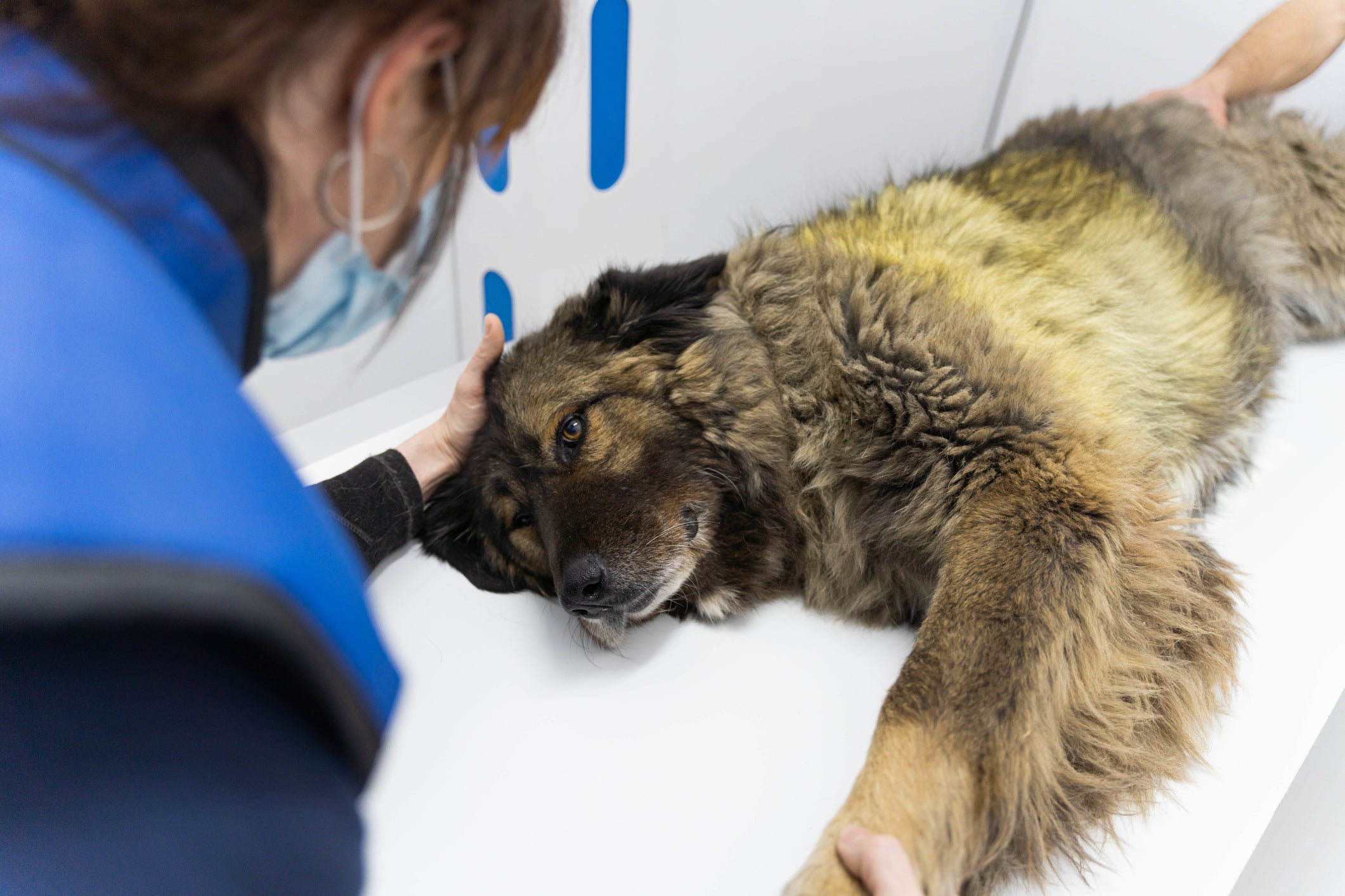 Durante a tomografia em cachorro, o animal recebe anestesia geral ou sedação leve para ficar imóvel
