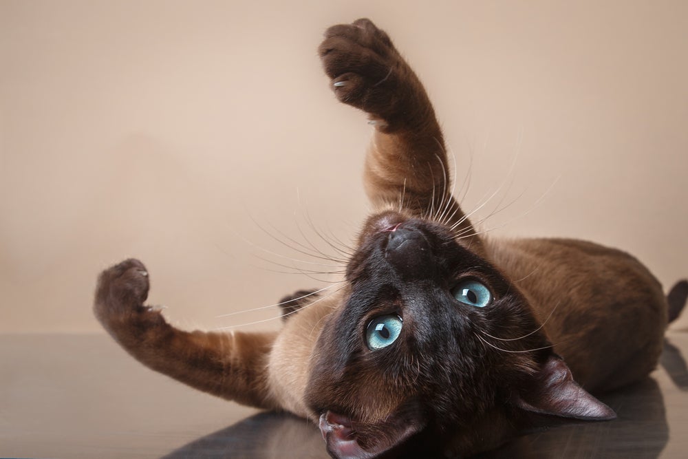 O gato Tonquinês é brincalhão e tem uma pelagem chamativa